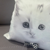 Image of Almohadón velvet con aplique de moño family gatos